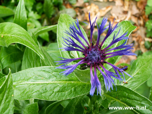 Centaurea montana 'Grandiflora'